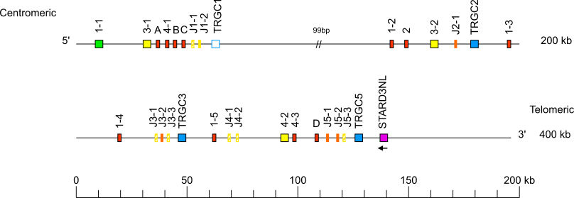 Locus representation Naked mole-rat (<em>Heterocephalus glaber</em>) TRG locus on chromosome 1  assembly Naked mole-rat_paternal